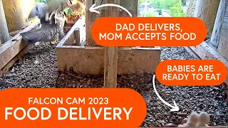Peregrine Falcon Cam: Food Delivery