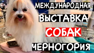 ВЫСТАВКА СОБАК В ЧЕРНОГОРИИ/БАР