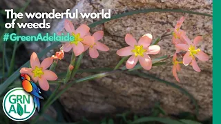 Webinar – The Wonderful World of Weeds