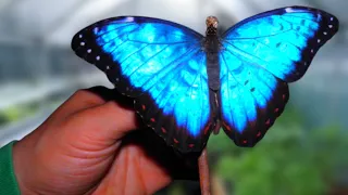 Butterflies: How to Hatch your own Blue Morpho Butterflies! (Morpho helenor)