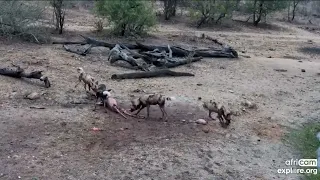 wild dogs attack deer #wildlife #deer