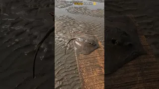 Small acts, big impact: Rescuing a Stingray during low tide 🥺