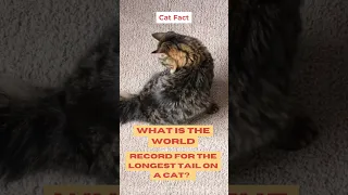 What are the world record for the longest tail on a cat?