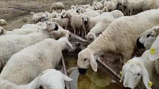 En Çok İstenilen Türkü (FADOM )  KAPISIN ÖNÜNDE BİR SÜRÜ KOYUN.       Türkülerin çobanı TARIK KARA