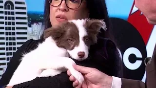 Animal Defense League pet adoption candidate: Jackie