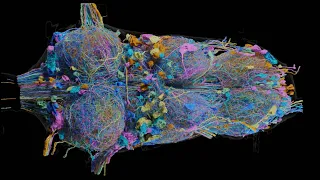 Janelia scientists and collaborators unveil fruit fly nerve cord connectome