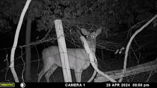 Whitetail Deer Feeding, Game Camera Night Capture: Grovetown GA April 28, 2024