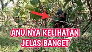 SUKU MANTE KEGIRANGAN KALAU JUMPA CEWEK CANTIK