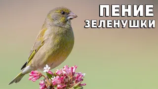 КРАСИВОЕ ПЕНИЕ ЗЕЛЕНУШКИ | CHLORIS