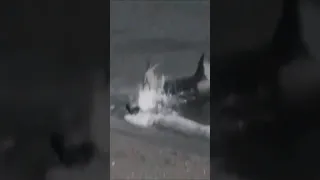 Orca atacando a un hombre en la orilla de la playa FAKE
