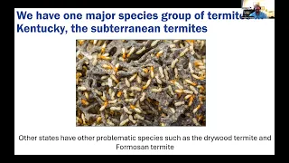 Termite or Ant?