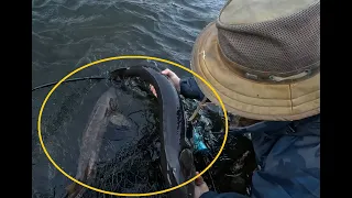 DOUBLED-UP STURGEON And A Broken Net!