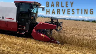 麦刈りBarley harvesting