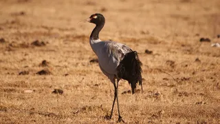 Winter Birds of Bhutan