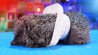 How We SAVE a Hedgehog Stuck In a JAR..