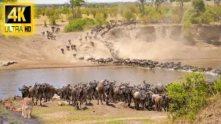 African Safari 4K: Crazy Great Migration Mara River Crossing in Serengeti -Tanzania in Relax Music