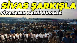 Sivas Şarkışla Hayvan Pazarı FİYATLARA ŞAŞIRACAKSINIZ !!!