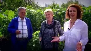 Как вырастить хороший урожай винограда на Алтае.