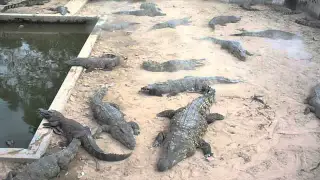 Камбоджа Крокодиловая ферма