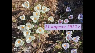 Наша Дача - 21 апреля 2022 г. Первые всходы. Картофель на проращивание.