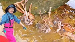 [ENG SUB] Xiao Zhang rushed to the sea  a large nest of octopus under the stone  and a huge lobster