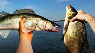 Что общего между Судаком и Лещом?