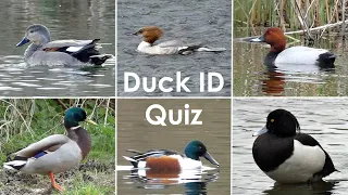 Guess the Duck Quiz | Test Your Duck ID Skills