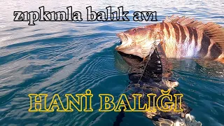 Hani balığı#zıpkınlabalıkavı#pescasubmarina#egedenizi❗️Abone ol