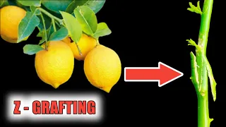 z grafting on lemon tree