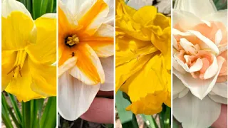 Нарциси, сорти, опис. Прогулянка у весняному садочку, весняні квіти для настрою.
