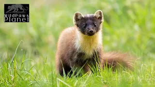 European Pine Marten: Guardians of the Forest