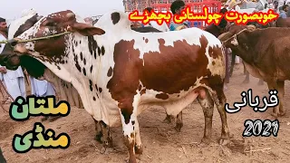 Cholistani or Sahiwal Bachryy || Multan Cow Mandi || latest price update || Qurbani 2021