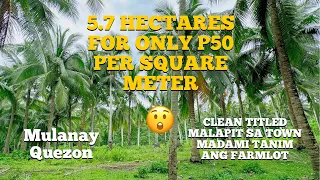 (#50)MURANG FARMLOT 5.7 HAS FARMLOT | P50/SQM | MAY ILOG | CLEAN TITLED | 100% FLAT | MADAMING TANIM