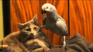 Попугай и Кот