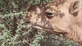 Camels eating thorns in Wadi Kharraar, Tareequl Hijrah