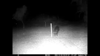 Electric fence repels Hawaii Feral Hog