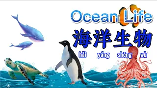 Ocean Life 海洋生物 in Chinese Mandarin【 学简单中文】
