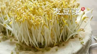 Grow Mung Bean Sprouts