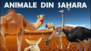 ANIMALE DIN DEȘERTUL SAHARA | La Grădiniță