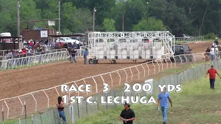 Race   3 C. LECHUGA