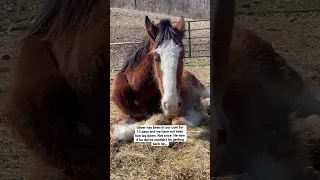 Rescue Horse Can Lie Down! - He Is Feeling Better!!!❤️#shorts #auction #horse