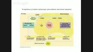 Кружок по биохимии. Младшая группа. Занятие 9. Функции углеводов.