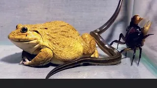 лягушка-бык с змеей крабом предупреждает о кормлении Asian Bullfrog Snake Crab Warning Live Feeding