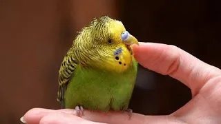 Почему попугаи кусаются и как отучить попугая кусаться? Клюв у попугаев. Часть 1.