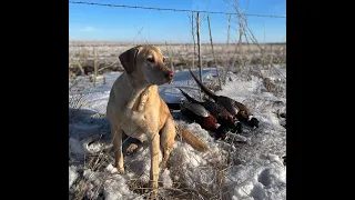 Intro to Hunting Public Land Pheasants in South Dakota