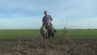 ГУСИНАЯ ЛИХОРАДКА ПРОДОЛЖАЕТСЯ... В ПОГОНЕ ЗА ГУСЕМ!!! ГУСЬ В ПИВЕ!!!