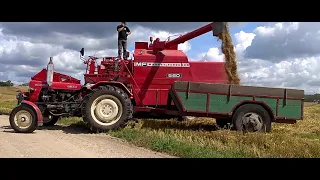 Żniwa z Massey Ferguson na Mazurach MF560 Ursus C-330