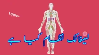What is lymphatic system what are its function urdu | لیمفاٹک نظام کیا ہے