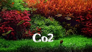 Why We Need Co2 In Our Planted Aquarium