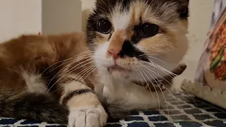 Cat has the softest, sweetest little meow